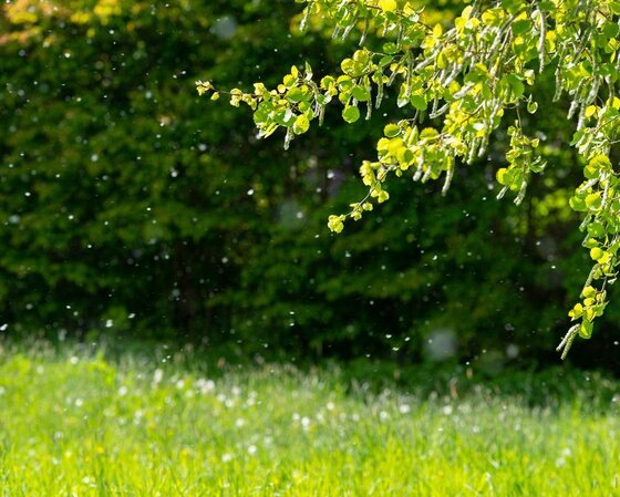 Image showing pollen floating in the air above a field.On a bright day particles of pollen are shown floating in the air against a background of trees and green grass in a meadow.