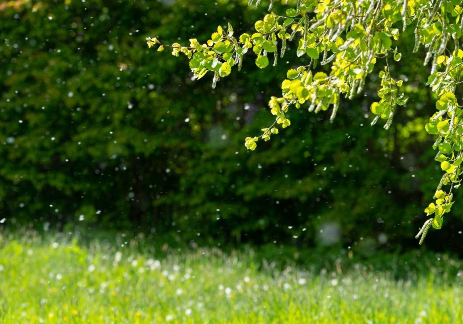 Image showing pollen floating in the air above a field.On a bright day particles of pollen are shown floating in the air against a background of trees and green grass in a meadow.