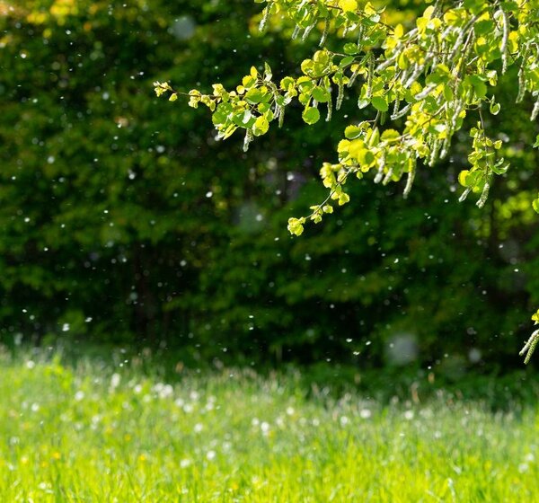 Image showing pollen floating in the air above a field.On a bright day particles of pollen are shown floating in the air against a background of trees and green grass in a meadow.