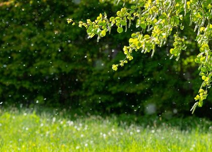 Image showing pollen floating in the air above a field.On a bright day particles of pollen are shown floating in the air against a background of trees and green grass in a meadow.