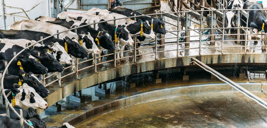 Image showing Milking cows at a dairy farm