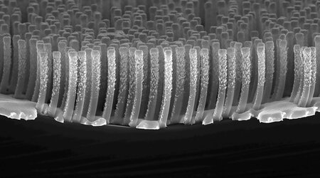 Microphoto in section of a sample of Silicon nanowires array fabricated by polystyrene nanosphere lithography and Metal Assisted Chemical Etching (MACE). With permission of the authors: E. Cara, L. Boarino, INRiM Nanofacility