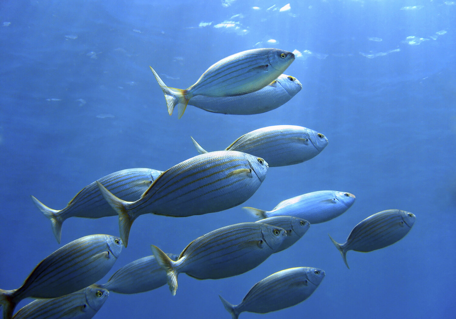 Image showing a shoal of Sea bream 