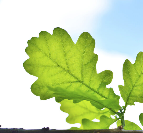 Image of a green leaf on a branch