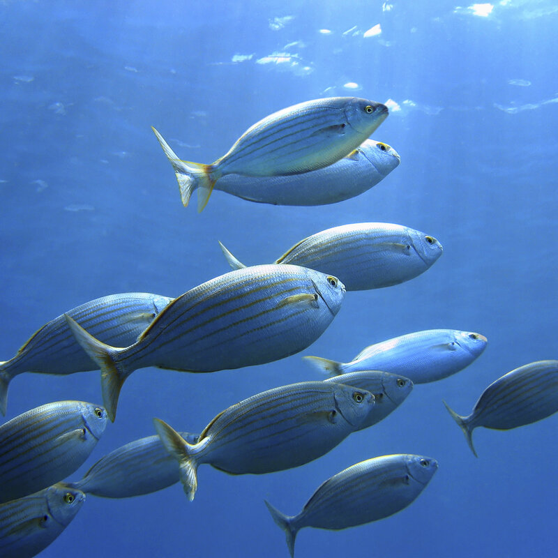 Image showing a shoal of Sea bream 