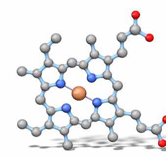 Model of Heme - Project Picture HLT05