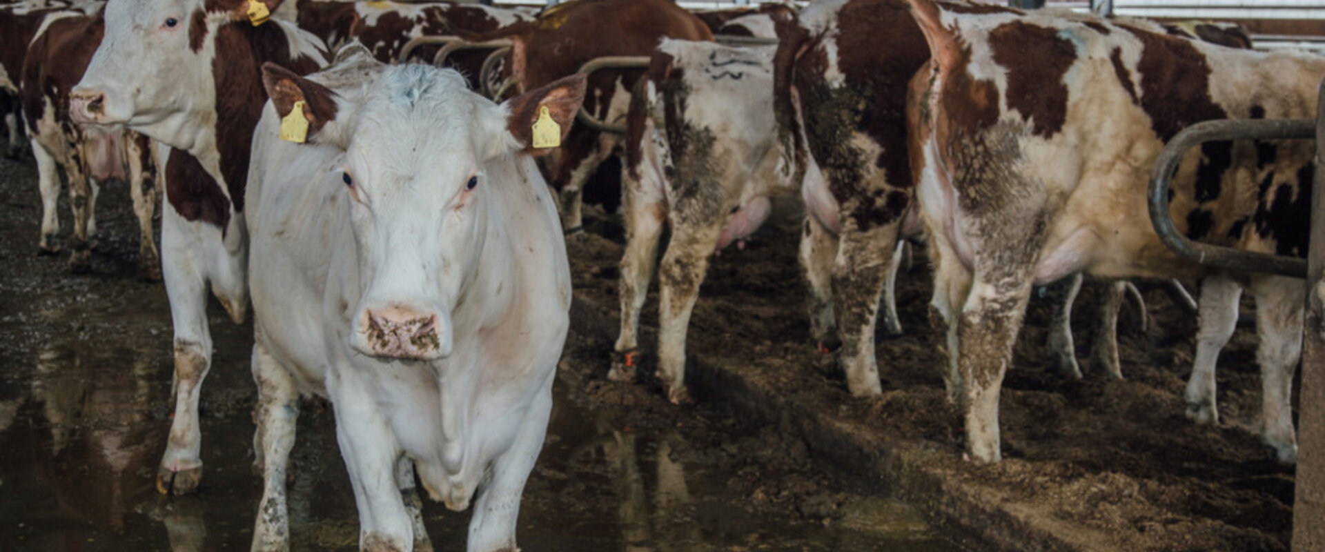 Dairy cows in a barn stall
